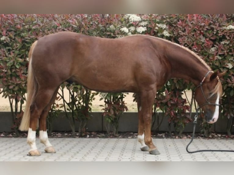 Caballo cuarto de milla Caballo castrado 3 años Alazán in Herbolzheim