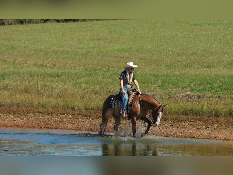 Caballo cuarto de milla Caballo castrado 3 años Bayo in Quitman