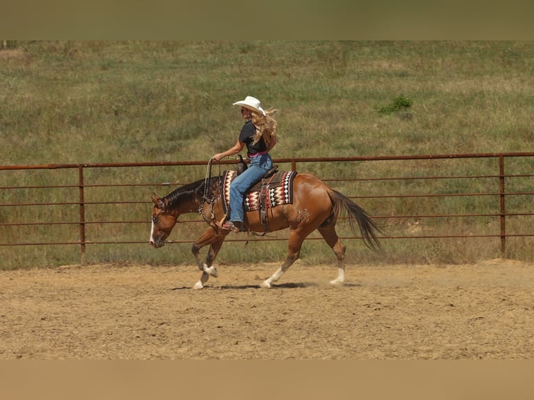Caballo cuarto de milla Caballo castrado 3 años Bayo in Quitman