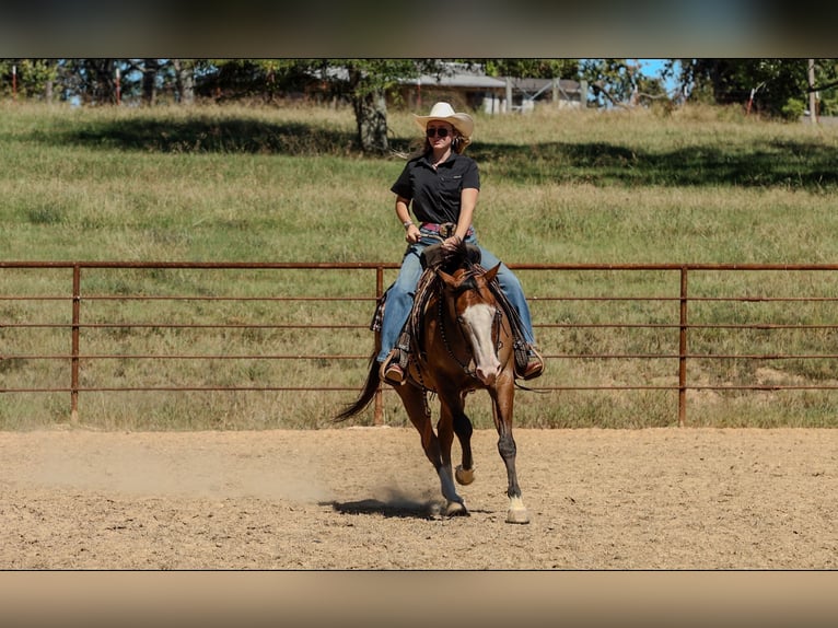 Caballo cuarto de milla Caballo castrado 3 años Bayo in Quitman