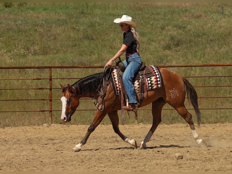 Caballo cuarto de milla Caballo castrado 3 años Bayo in Quitman