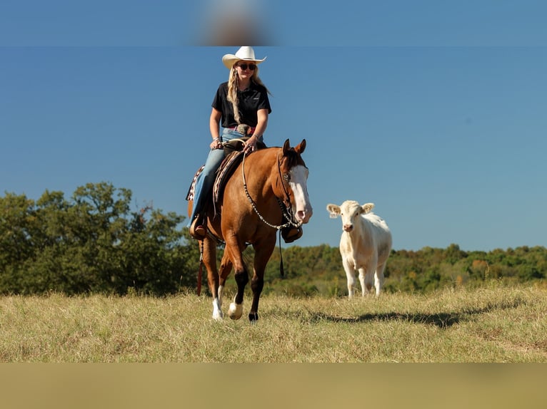 Caballo cuarto de milla Caballo castrado 3 años Bayo in Quitman