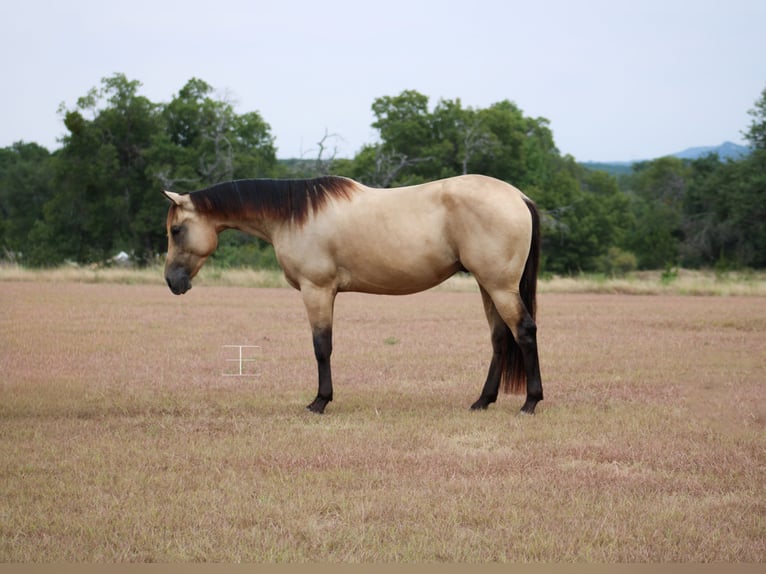 Caballo cuarto de milla Caballo castrado 3 años Buckskin/Bayo in Killeen