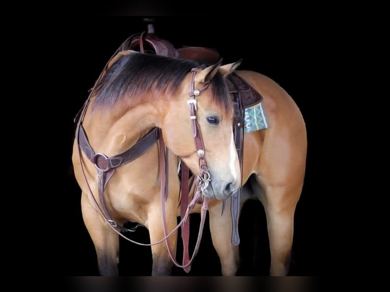 Caballo cuarto de milla Caballo castrado 3 años Buckskin/Bayo in Clarion, PA