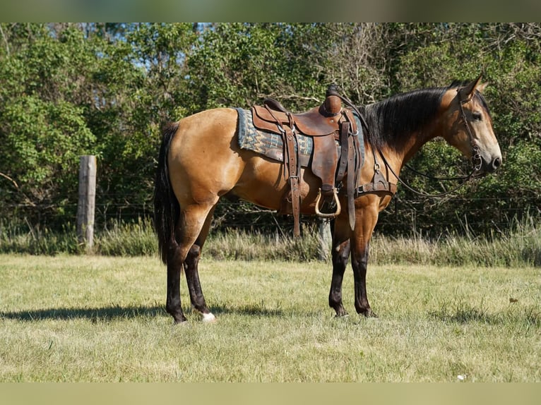 Caballo cuarto de milla Caballo castrado 3 años Buckskin/Bayo in Corsica