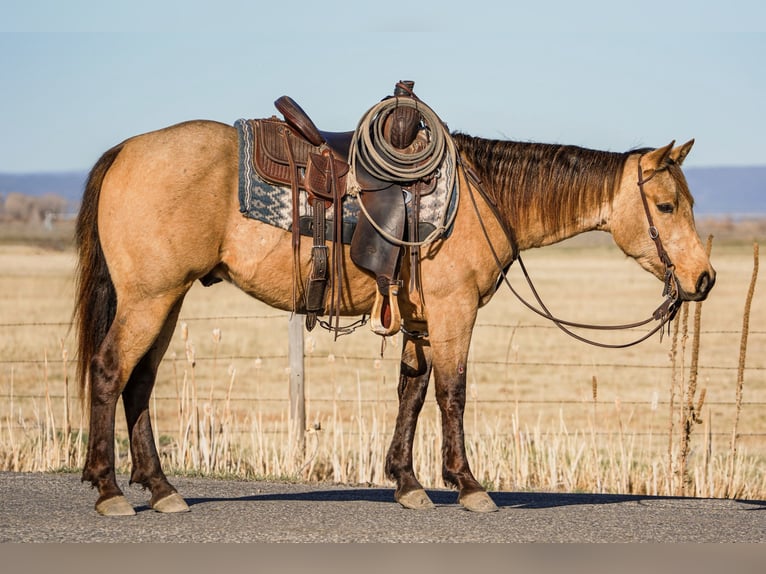 Caballo cuarto de milla Caballo castrado 3 años Buckskin/Bayo in Saint Anthony, ID