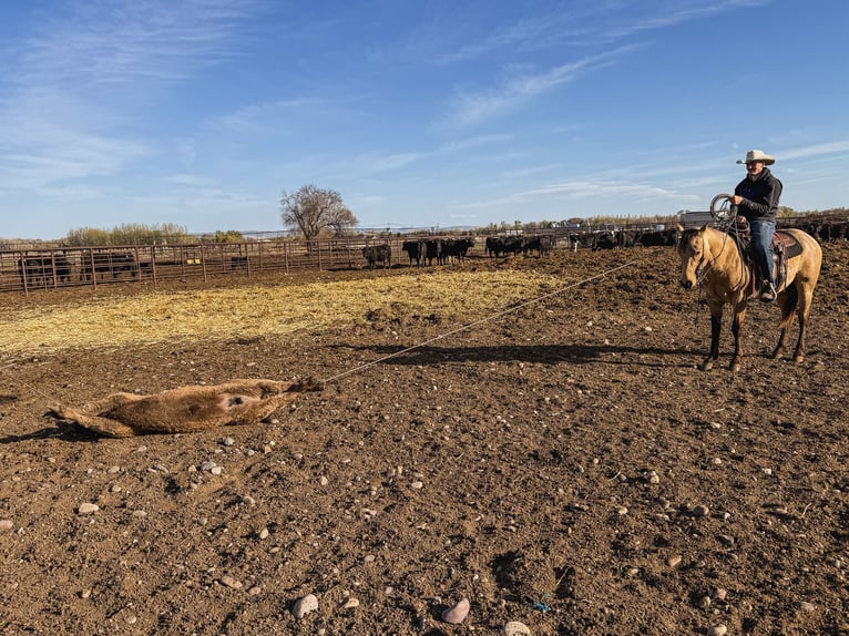 Caballo cuarto de milla Caballo castrado 3 años Buckskin/Bayo in Saint Anthony, ID