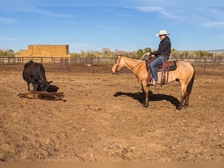 Caballo cuarto de milla Caballo castrado 3 años Buckskin/Bayo in Saint Anthony, ID