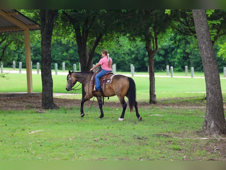 Caballo cuarto de milla Caballo castrado 3 años Buckskin/Bayo in Talty, TX