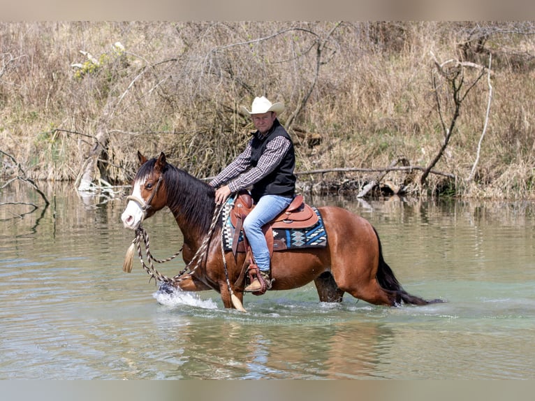 Caballo cuarto de milla Caballo castrado 3 años Castaño in Ehingen
