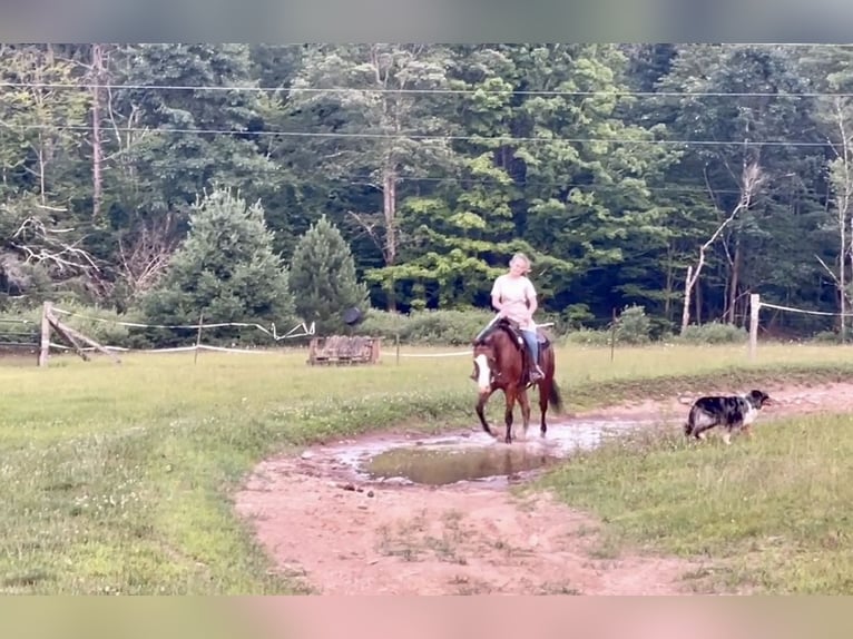 Caballo cuarto de milla Mestizo Caballo castrado 3 años Castaño rojizo in New Holland
