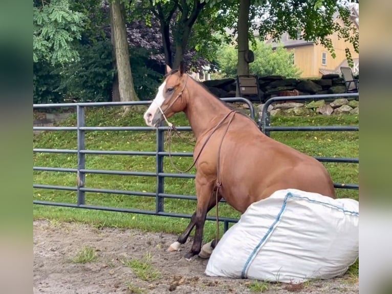 Caballo cuarto de milla Mestizo Caballo castrado 3 años Castaño rojizo in New Holland