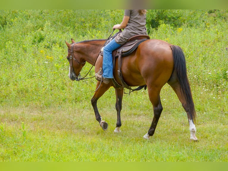Caballo cuarto de milla Mestizo Caballo castrado 3 años Castaño rojizo in New Holland