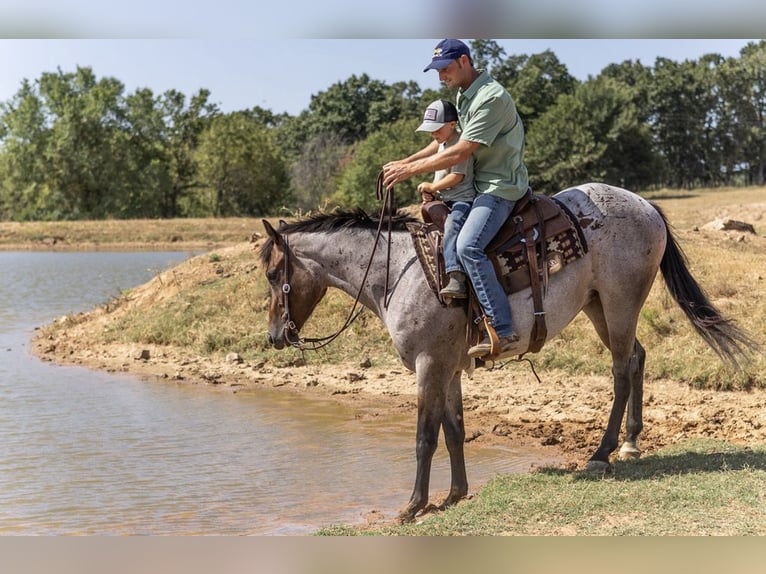 Caballo cuarto de milla Caballo castrado 3 años Castaño-ruano in West Fork