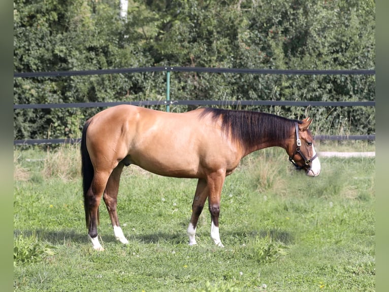 Caballo cuarto de milla Caballo castrado 3 años Dunalino (Cervuno x Palomino) in Mertingen