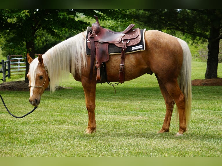 Caballo cuarto de milla Caballo castrado 3 años Palomino in La Porte