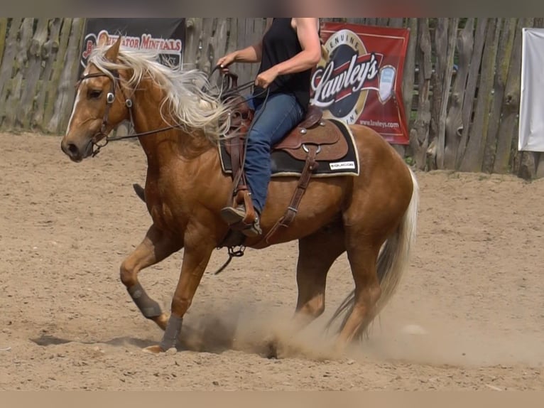 Caballo cuarto de milla Caballo castrado 3 años Palomino in La Porte