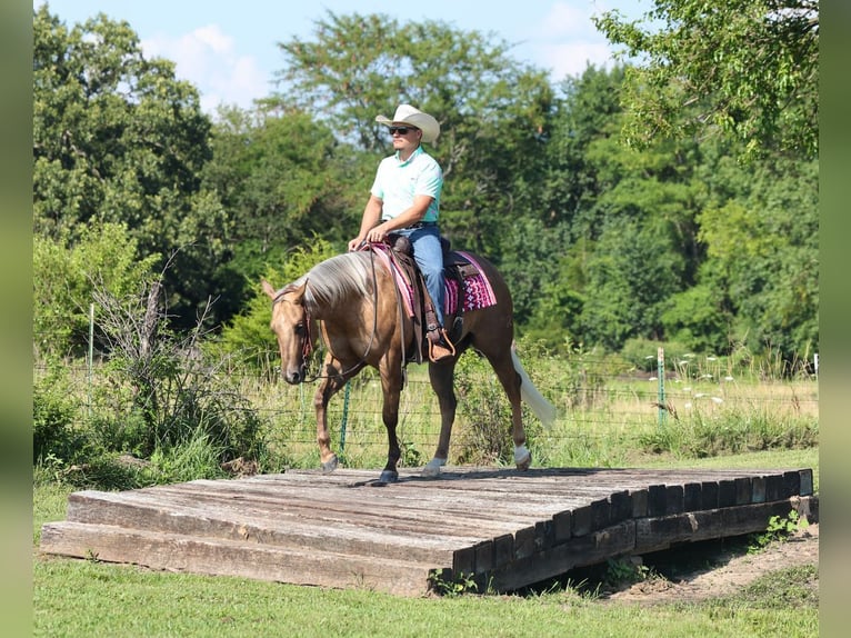 Caballo cuarto de milla Caballo castrado 3 años Palomino in Buffalo