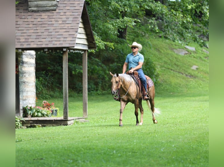 Caballo cuarto de milla Caballo castrado 3 años Palomino in Buffalo