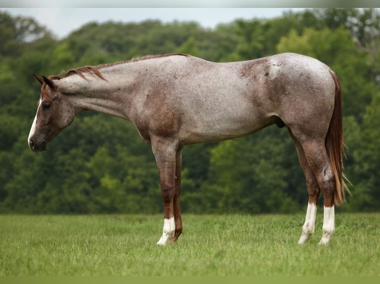 Caballo cuarto de milla Caballo castrado 3 años Ruano alazán in Athens