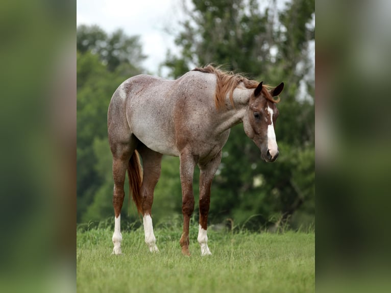 Caballo cuarto de milla Caballo castrado 3 años Ruano alazán in Athens