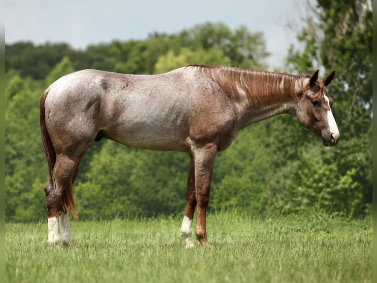 Caballo cuarto de milla Caballo castrado 3 años Ruano alazán in Athens