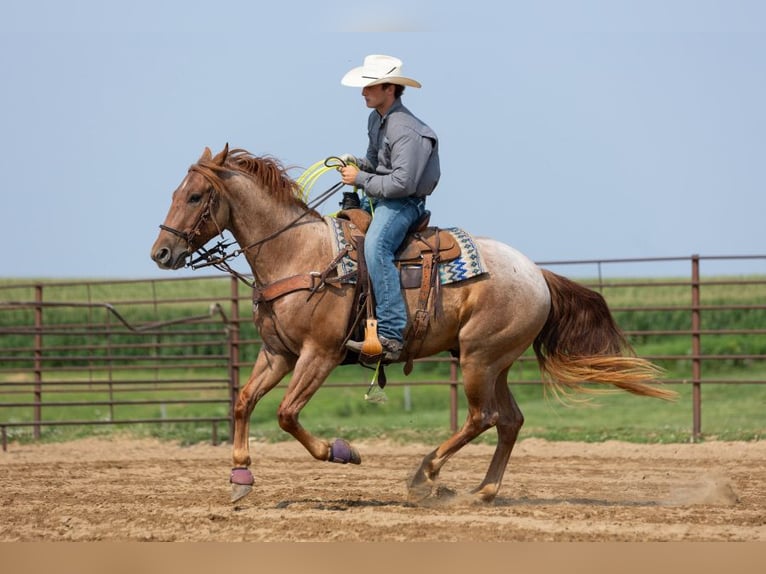Caballo cuarto de milla Caballo castrado 3 años Ruano alazán in Decorah