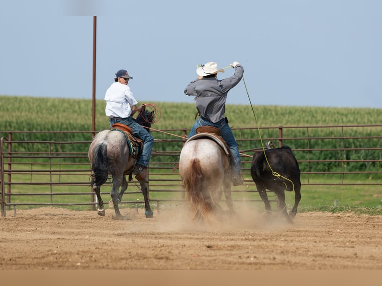 Caballo cuarto de milla Caballo castrado 3 años Ruano alazán in Decorah