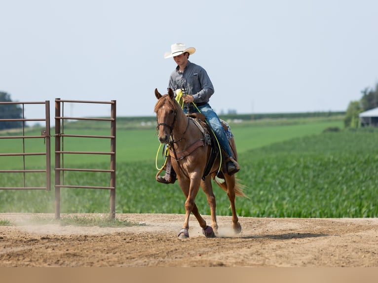 Caballo cuarto de milla Caballo castrado 3 años Ruano alazán in Decorah