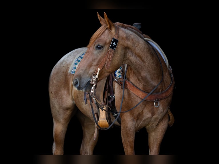 Caballo cuarto de milla Caballo castrado 3 años Ruano alazán in Decorah