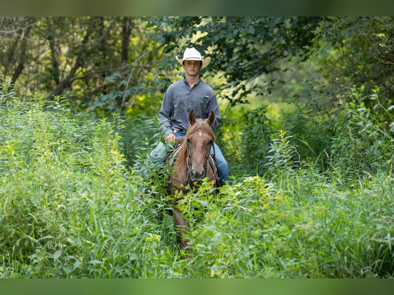Caballo cuarto de milla Caballo castrado 3 años Ruano alazán in Decorah