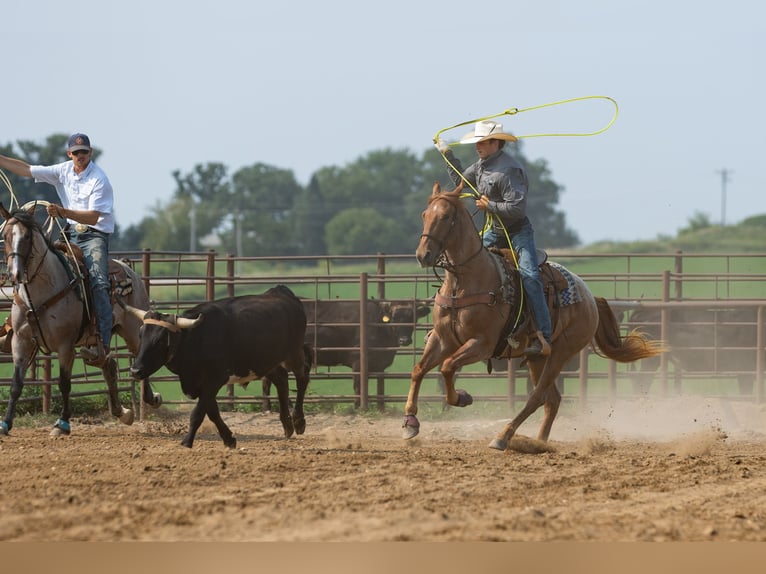 Caballo cuarto de milla Caballo castrado 3 años Ruano alazán in Decorah