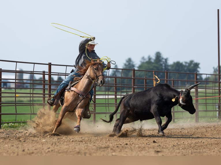 Caballo cuarto de milla Caballo castrado 3 años Ruano alazán in Decorah