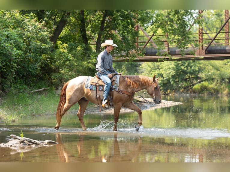 Caballo cuarto de milla Caballo castrado 3 años Ruano alazán in Decorah