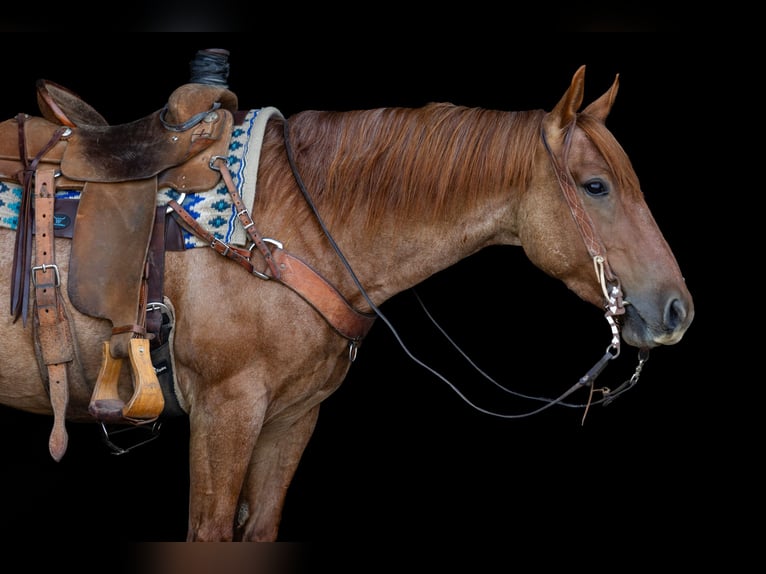 Caballo cuarto de milla Caballo castrado 3 años Ruano alazán in Decorah