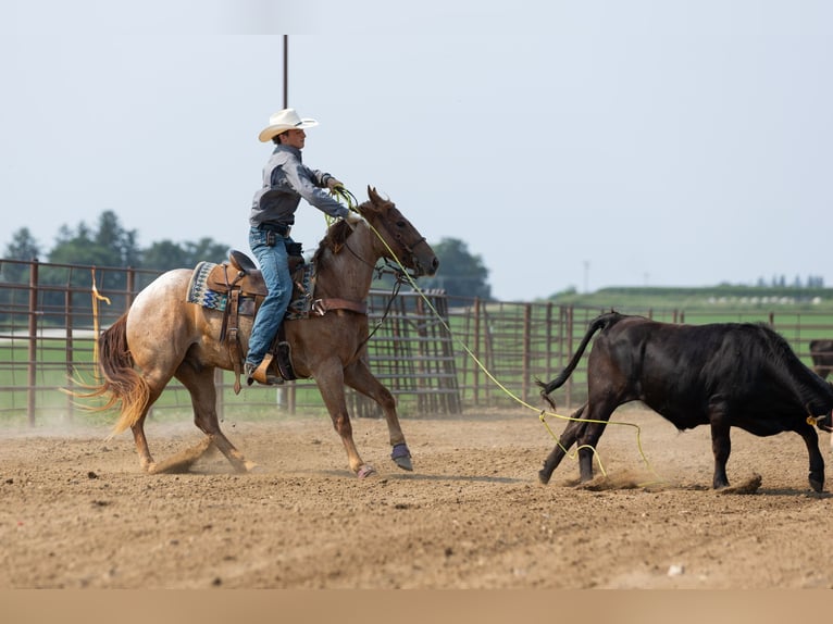 Caballo cuarto de milla Caballo castrado 3 años Ruano alazán in Decorah