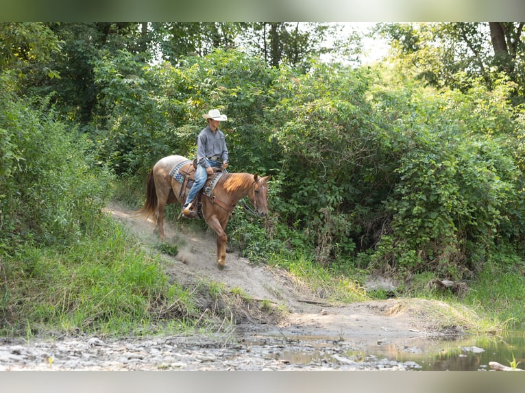 Caballo cuarto de milla Caballo castrado 3 años Ruano alazán in Decorah