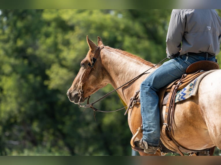 Caballo cuarto de milla Caballo castrado 3 años Ruano alazán in Decorah