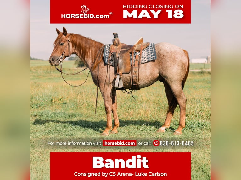 Caballo cuarto de milla Caballo castrado 3 años Ruano alazán in Decorah