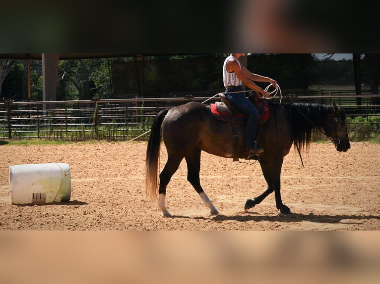 Caballo cuarto de milla Caballo castrado 3 años Tordo in Stephenville