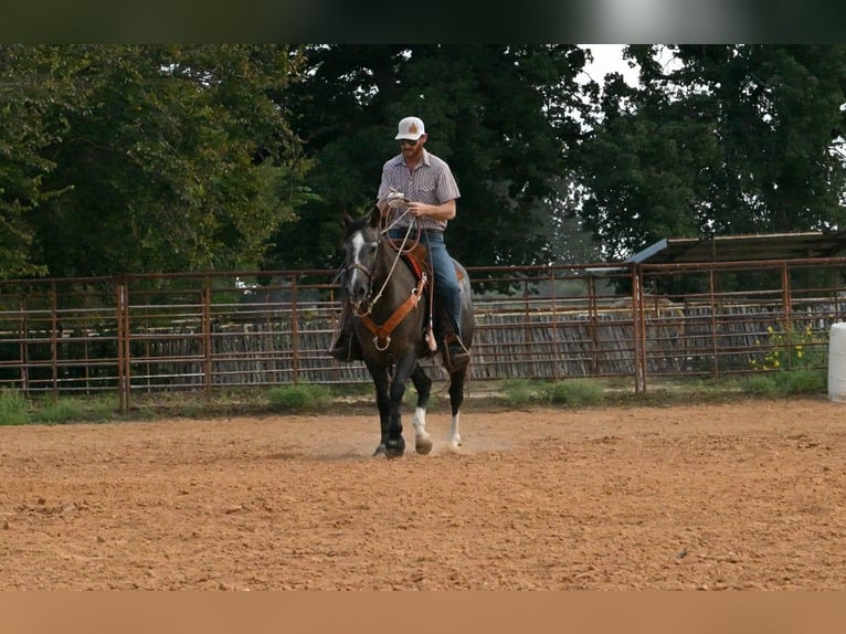 Caballo cuarto de milla Caballo castrado 3 años Tordo in Stephenville