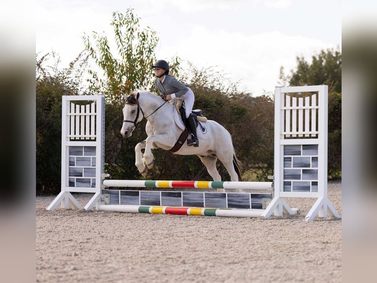 Caballo cuarto de milla Mestizo Caballo castrado 4 años 137 cm Pío in Ocala