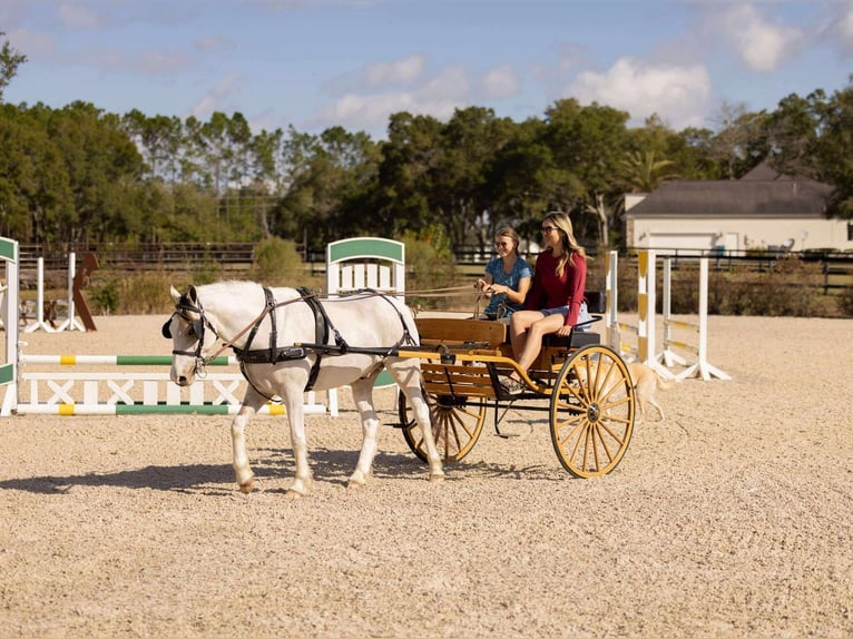 Caballo cuarto de milla Mestizo Caballo castrado 4 años 137 cm Pío in Ocala
