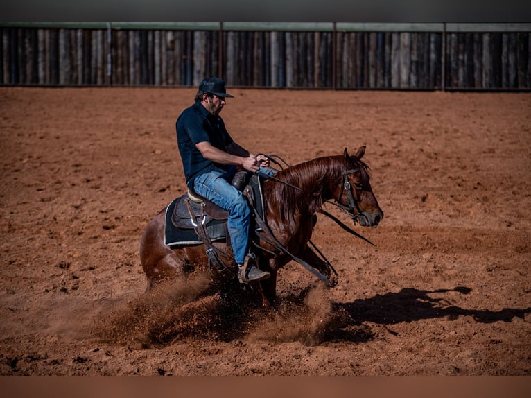 Caballo cuarto de milla Caballo castrado 4 años 140 cm in Waco, TX
