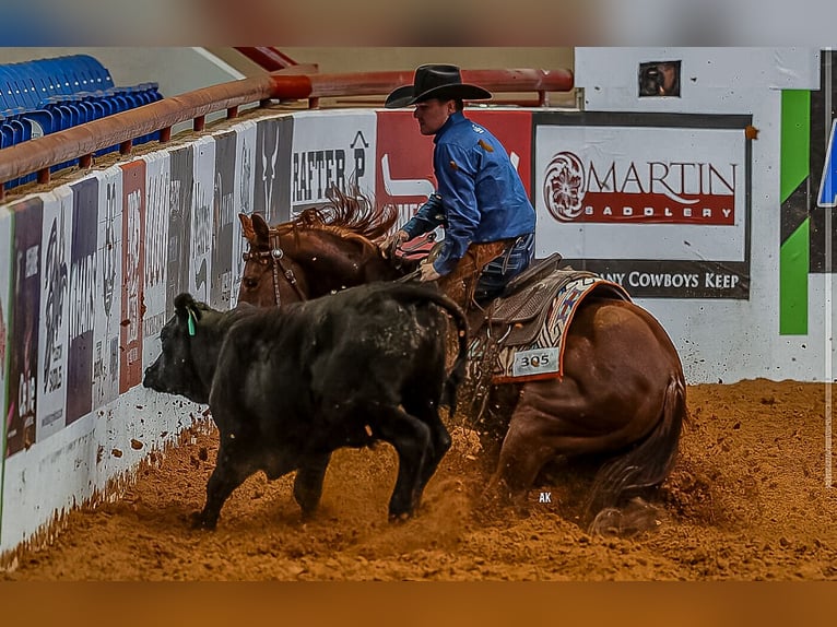 Caballo cuarto de milla Caballo castrado 4 años 140 cm in Waco, TX