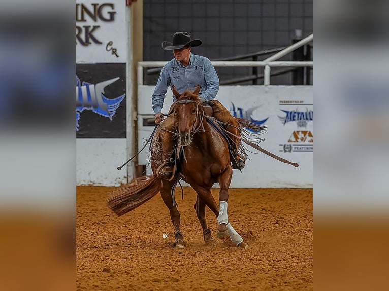 Caballo cuarto de milla Caballo castrado 4 años 140 cm in Waco, TX