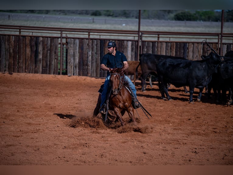 Caballo cuarto de milla Caballo castrado 4 años 140 cm in Waco, TX