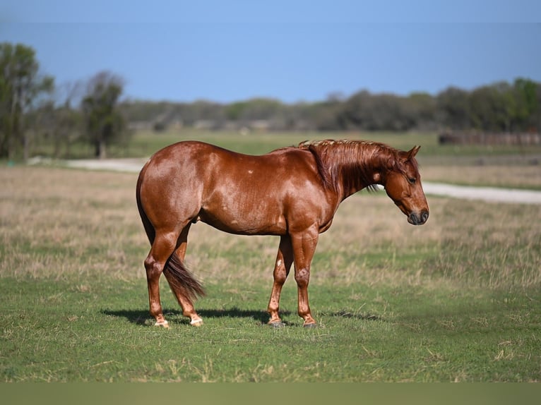 Caballo cuarto de milla Caballo castrado 4 años 140 cm in Waco, TX