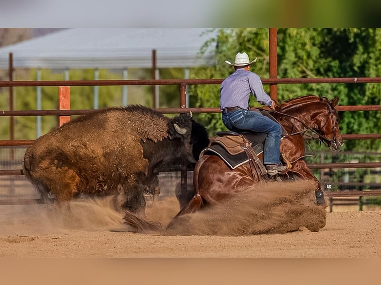Caballo cuarto de milla Caballo castrado 4 años 140 cm in Waco, TX