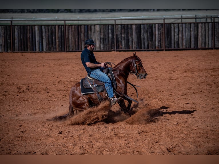 Caballo cuarto de milla Caballo castrado 4 años 140 cm in Waco, TX